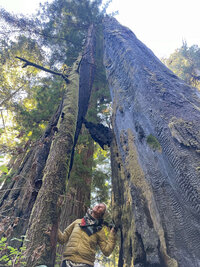 looking up into the ancient redwood trees