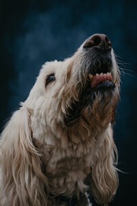 goldendoodle looking up with blue background