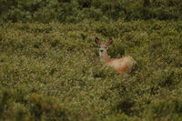 A doe stands amidst flowering bushes.