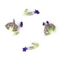 Pieces of a lavender flower strewn about