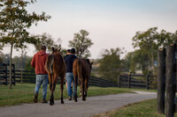 Blue Heaven Farm staff leading weanlings out to pasture.