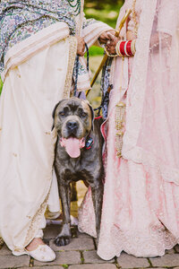 a large grey dog in between the indian bride and groom after their sikh wedding