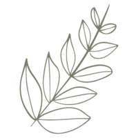 icon-_Angle Leaf-Sage