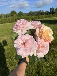 flower farm