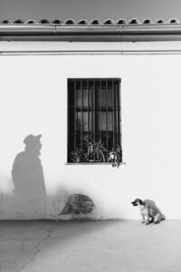 grayscale-photo-of-2-dogs-near-window-4450355