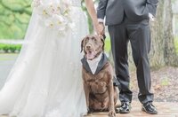 a chocolate brown dog sitting next to a bride and groom at their wedding
