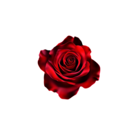 Red Roses in Star of Rock Template Symbolizing Passion and Boldness
