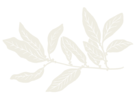 leaf white-min
