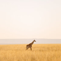 African Giraffe walking in the grassland.