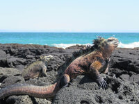 Two marine iguanas basking on black volcanic rocks by the ocean under a clear blue sky.