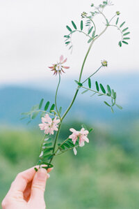 Virginia Wildflower being held on film by richmond family photographer