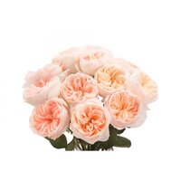 juliette garden rose
