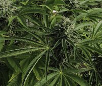 Up close cannabis flower still on plant