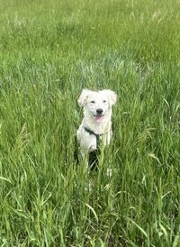 Dog training client in Denver