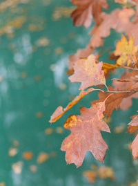 Helena+SunnyRocky'sLakeEstateWedding-CassieValentePhotography0005