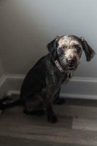 June is the studio dog at Moxie Hair Studio
