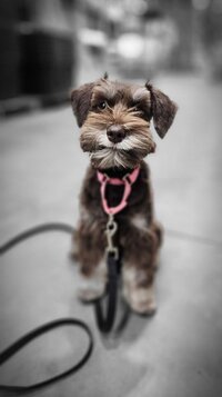 A cute puppy sitting at attention with a pink collar on