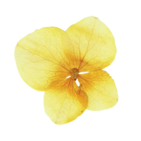 Yellow Flower