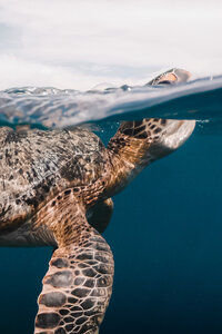 sealife_04c