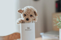 Maltipoo Puppy in a mug
