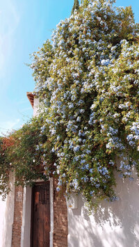 Luxury wellness lounge with arched architecture, tropical plants, and minimalist daybeds designed for rest, reflection, and rejuvenation in a tranquil space.