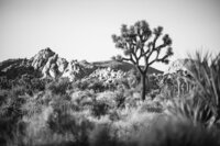 Joshua Tree Photography Print Collection from Earth Light Magic - San Diego & Brazil Photography -  Photography Print Collection from Earth Light Magic - San Diego & Brazil Photography - 2