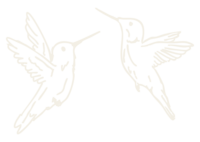 hummingbird illustration