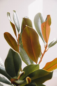 a close up cropped image showing a southern magnolia branch in front of white background, the leaves are shiny dark green with warm brown undersides