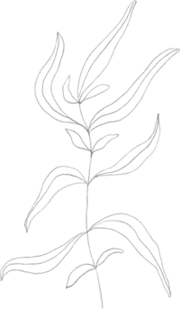 line drawing of leaves