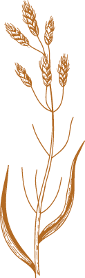 A yellow-gold illustration of one stalk of wheat.