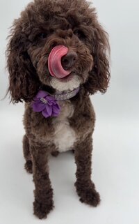 Toy Poodle puppies for sale