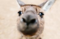 cameron-zegers-kangaroo-island-australia-travel-photography_1200