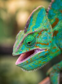 pexels-egor-kamelev-754100