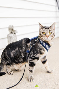 Black and brown cat on leash