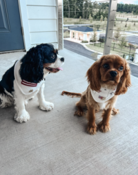 Scout and Milo hanging out on the porch together—my favorite duo.