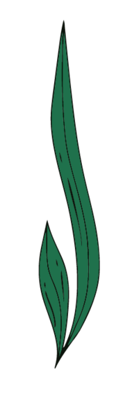 Feuillage droit élément du logo Kamescop.