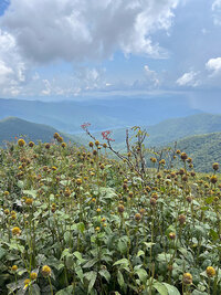 Flowers in front of the mountains in the horizon of Asheville, North Carolina.