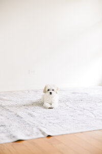 Winston, a small white dog with floppy ears, lying on a fluffy white blanket looking up at the camera