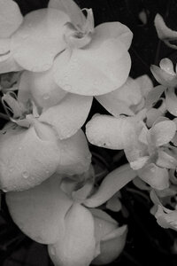 Hale Wailele tiny wedding on Big Island of Hawaii