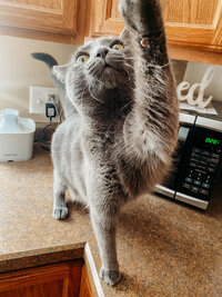 Studio cat caught mid-pounce, reaching for the camera during Selah Photo Co branding shoot