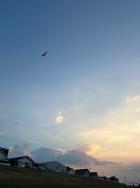 pastel sunset in a coastal town with bird flying in the distance and houses along the hill