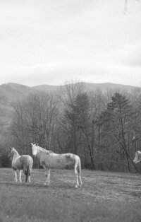 Cades Cove Photographers Gatlinburg Townsend Sevierville TN