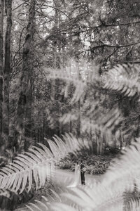 Bride and groom hold hands in a redwood forest, framed by soft fern fronds in a dreamy double exposure photograph.
