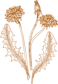 A yellow-gold illustration of a dandelion weed that has 2 flowers and 1 flower bud, connected into 1 plant.