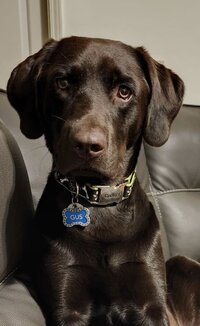 Clients Dog Image