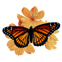 A monarch butterfly on a yellow flower