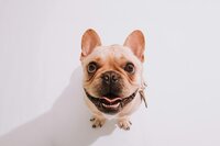 Frenchie Focus photo