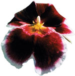 Dancing Light Orchid Essence -  Heart of Nature essence