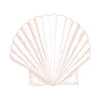 Seashell PNG pink