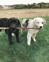 two dogs holding a stick